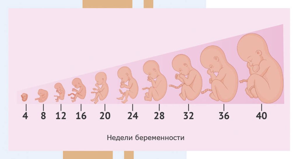 Развитие малыша по неделям беременности: путь от зачатия до рождения